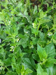 Solanum physalifolium nitidibaccatum