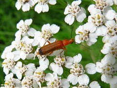 Rhagonycha fulva