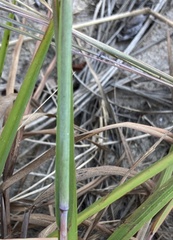 Schizachyrium littorale