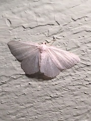 Lomographa vestaliata