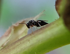 Tetrastichinae
