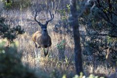 Odocoileus hemionus californicus