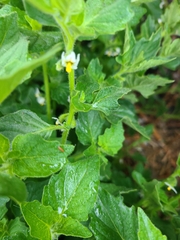Solanum physalifolium nitidibaccatum