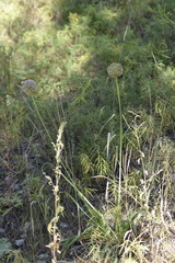 Allium nutans