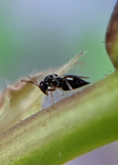 Tetrastichinae