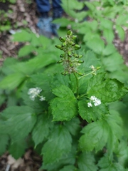 Actaea spicata