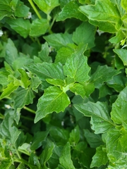 Solanum physalifolium nitidibaccatum