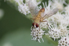 Tachininae