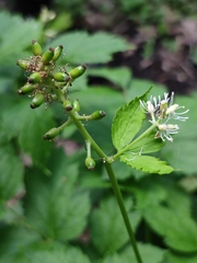 Actaea spicata