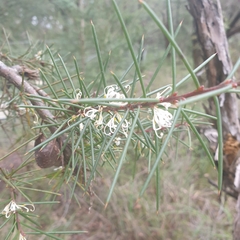 Hakea decurrens physocarpa