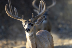 Odocoileus hemionus californicus