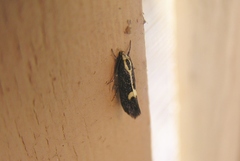 Polix coloradella