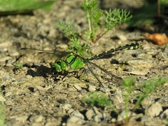 Ophiogomphus obscurus