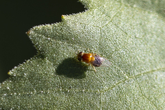 Thaumatomyia