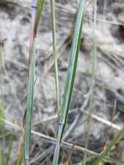 Schizachyrium littorale
