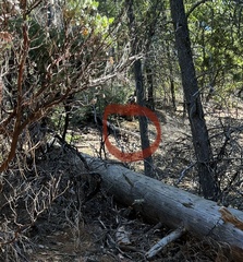 Urocyon cinereoargenteus