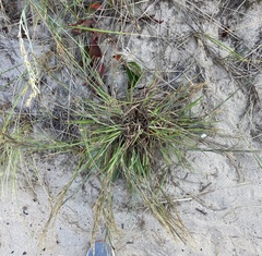 Schizachyrium littorale