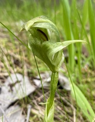 Pterostylis curta