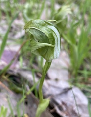 Pterostylis curta