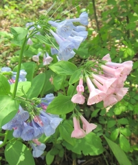 Mertensia virginica