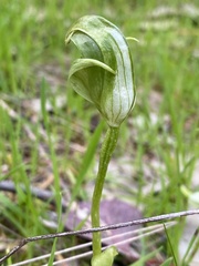 Pterostylis curta