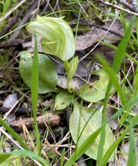 Pterostylis curta
