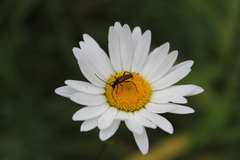 Lepturini