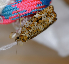 Choristoneura fumiferana