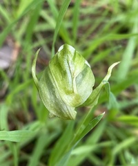 Pterostylis curta