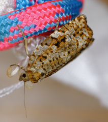 Choristoneura fumiferana