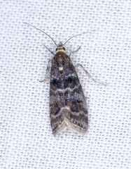 Ortholepis pasadamia