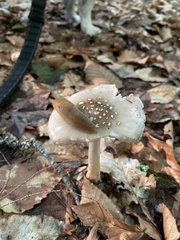 Amanita rubescens