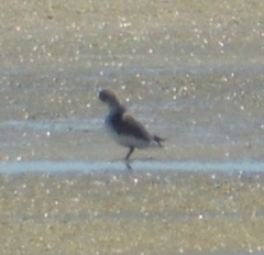 Charadriiformes