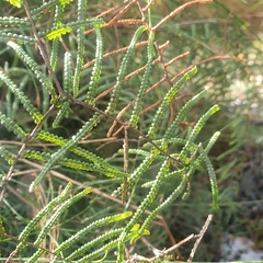 Gleichenia dicarpa