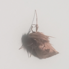 Acrolophus popeanella