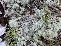 Cladonia stellaris