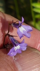 Lobelia kalmii