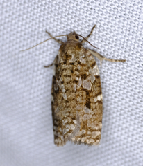 Choristoneura fumiferana