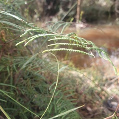 Gleichenia dicarpa