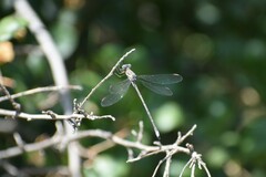 Archilestes californicus