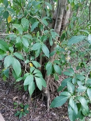 Bravaisia integerrima