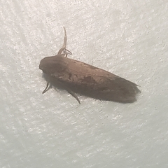 Acrolophus popeanella