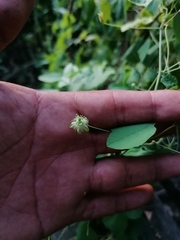 Passiflora filipes