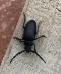 Prionus coriarius
