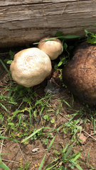 Calvatia cyathiformis
