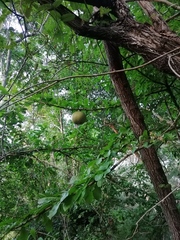 Crescentia cujete