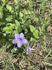 Ruellia nudiflora
