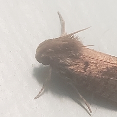 Acrolophus popeanella