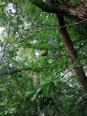 Crescentia cujete