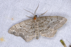 Hypagyrtis